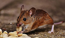 24 Hour & Emergency Exterminators in Wincoma, NY